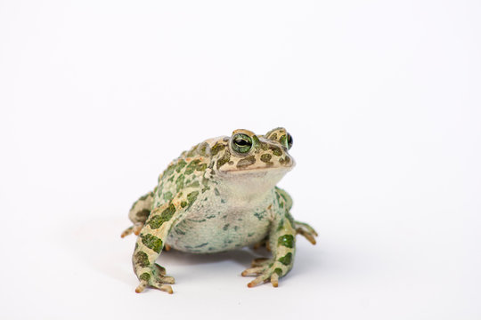 Bufotes viridis (European Green Toad, Green Toad)