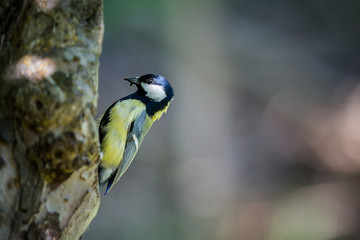 Blaumeise beim Füttern