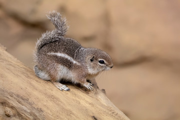 Naklejka na ściany i meble Harris's antelope squirrel