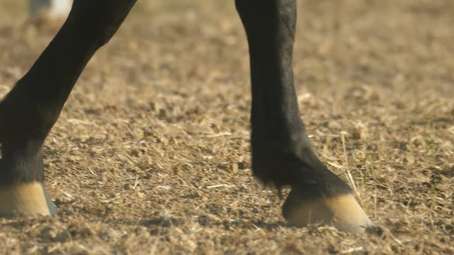 Close up of walking horse hooves slow motion