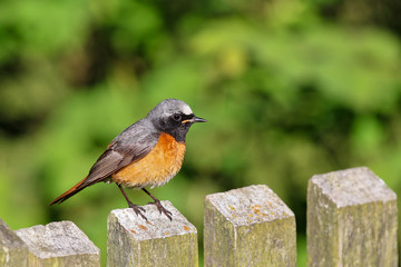 Common Redstart (Phoenicurus phoenicurus) on garden fence