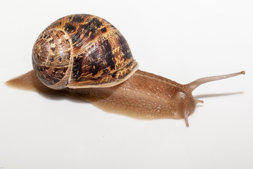 Snail