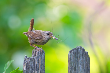 Zaunkönig (Troglodytes troglodytes) Altvogel mit Spinne im Schnabel sitzt auf Gartenzaun,