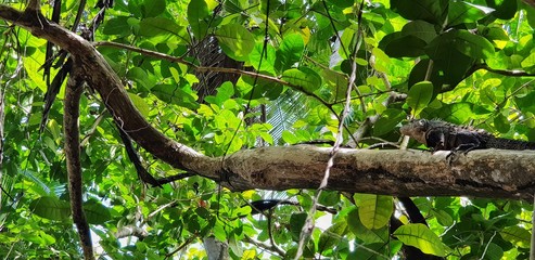 Fototapeta premium iguana en arbol