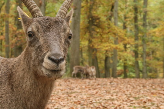 Alpine capricorn, ipex in a forrest in autumn