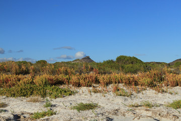 Australian coastline vegetation
