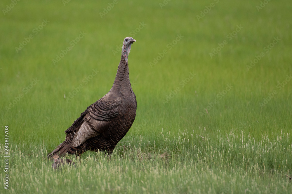 Wall mural wild north american turkey