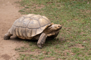 Large Tortoise walking