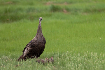Wild North American Turkey