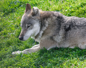 Obraz premium portrait of wolf