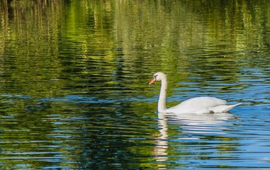 swan on the lake