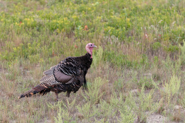 Fototapeta premium Wild North American Turkey