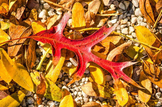 Unco Bilder Durchsuchen 815 Archivfotos, und Videos