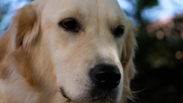 Portrait of a female golden retriever
