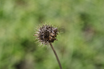  Mystery thistle on the park