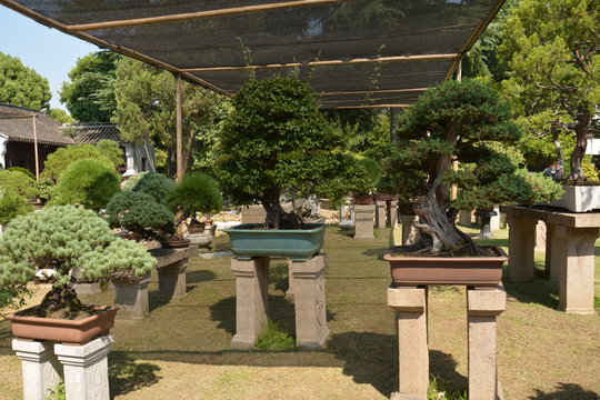 Bonsai tree in a garden. Row of bonsai trees.