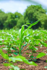 cotton field , india