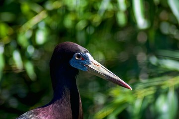 Profile of bird head Stork simbil.