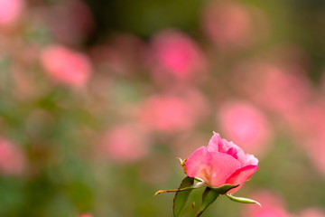 Pink Roses / Rose Garden of Ichikawa Animal and Botanical Garden in Ichikawa City, Chiba Prefecture, Japan