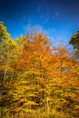 Fototapeta premium Falls beautiful Colourful trees of the Gatineau Hills.
