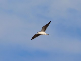 Obraz premium seagull in flight