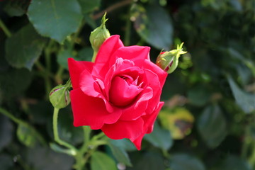 Bright red fully open rose with dense red petals surrounded with three small closed rose buds and dark green leaves in background on warm sunny day