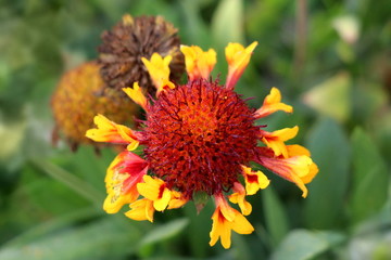 Common gaillardia or Gaillardia aristata or Common blanketflower or Blanketflower or Brown-eyed susan perennial wildflower with yellow to reddish petals and flower head with center full of reddish pur