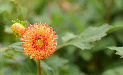 Flower of dahlia in autumn park
