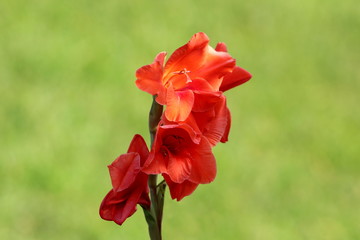 Gladiolus or Sword lily perennial cormous flowering plant with sword shape large light to dark red flowers with light green leaves in background on warm sunny day with shadow on lowers flowers