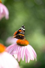 butterfly on flower