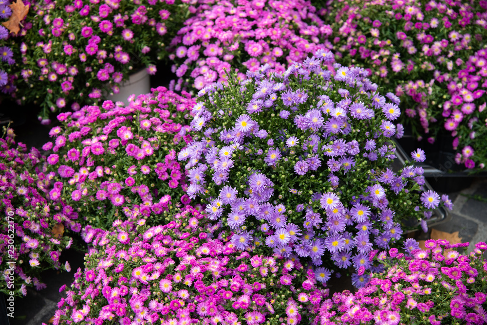 Wall mural Bouquets of flowers Aster viola Symphyotrichum Specie, Aster peloso, Astero di ghiaccio, Astero peloso Aster, Aster selvatico (Symphyotrichum Pilosum)