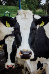 Retrato de una vaca