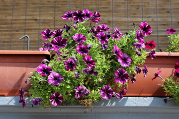 Fototapeta premium Purple with white stripes fully open Petunia flowers surrounded with small green leaves growing from large flower pots on concrete balcony fence on warm sunny day
