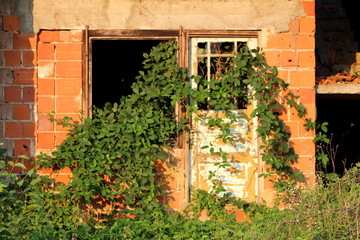 Red brick house abandoned during construction with broken window and destroyed front wooden doors covered with green crawler plant overgrowth on warm summer day