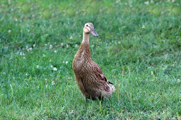 Single duck with light brown to black feathers standing proudly on soft uncut grass and looking for worms on warm summer day