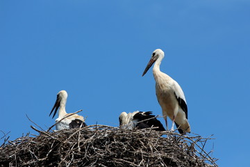 Stork family of two large and one small standing proudly in middle of nest with clear blue sky in background on warm summer day