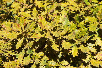 Oak autumn foliage.