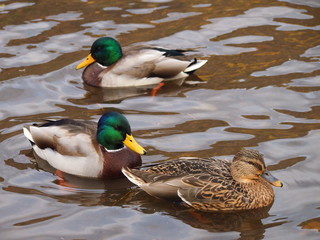 a ducks are swimming on water