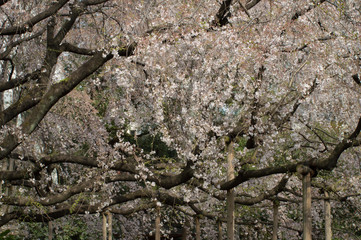 japanese cherries blooming sakura