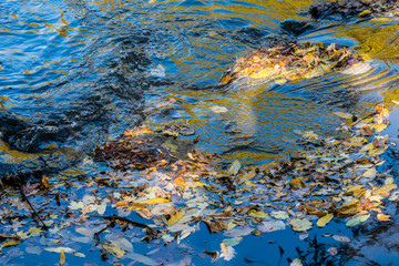 180889 - Düsseldorf - Herbst im Volksgarten