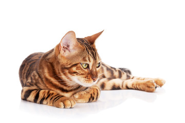 Bengal cat