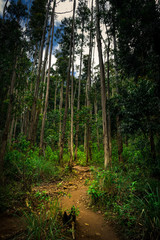Fototapeta premium path through the woods