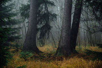 Zwei dicke einsame Baumstämme mitten im dunklen Wald