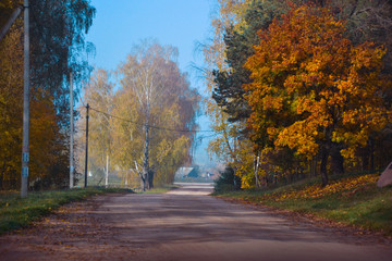 Autumn country landscape with yellow birches, road and blue sky