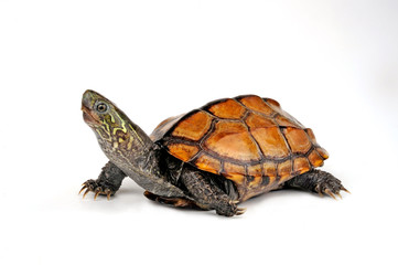 Naklejka premium Chinesische Dreikielschildkröte (Mauremys reevesii) - chiński żółw błotny