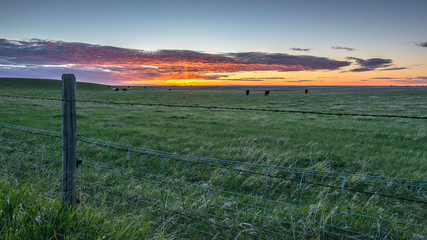 Pasture near Brooks, Alberta
