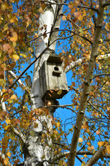 Birdhouse on autumn birch tree on blue sky background