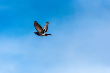 Un vuelo de libertad