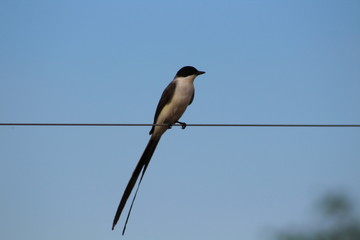 bird on a wire