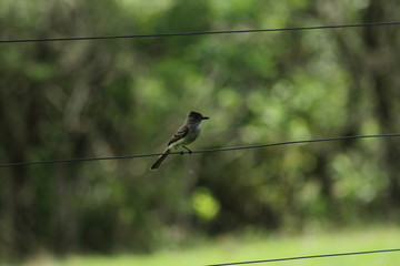 bird on wire